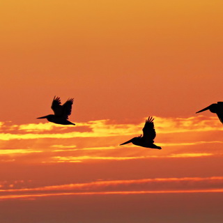 Half Moon Bay - Pelicans - Sunset